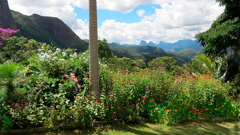 Plantas Nativas